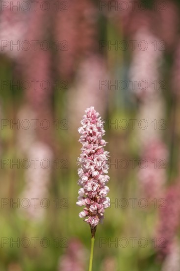 Snail knotweed (Bistorta affinis), Emsland, Lower Saxony, Germany
