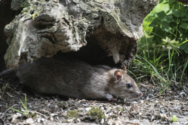 Norway rat (Rattus norvegicus), Emsland, Lower Saxony, Germany
