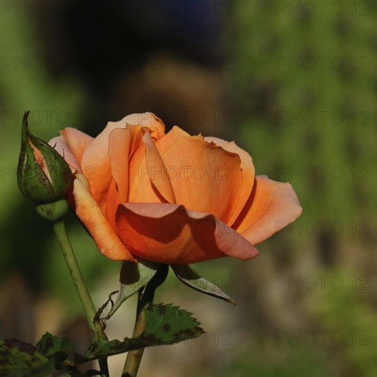 Rose (Rosa sp.), orange blossom in a garden, Wilnsdorf, North Rhine-Westphalia, Germany