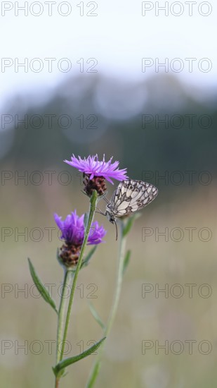 Checkerspot butterfly (Melanargia galathea) in a meadow knapweed (Centaurea jacea), underside of wing, macro photograph, Wilnsdorf, North Rhine-Westphalia, Germany