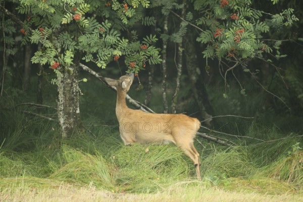 Roe deer (Capreolus capreolus) doe nibbling leaves and red berries of rowan (Sorbus aucuparia) Allgäu, Bavaria, Germany, Allgäu, Bavaria, Germany
