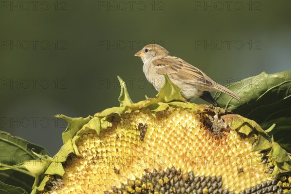 House sparrow (Passer domesticus) fledgling eating ripe seeds on a sunflower (Helianthus annuus) Allgäu, Bavaria, Germany, Allgäu, Bavaria, Germany