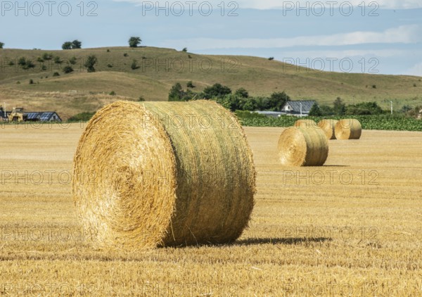 Round straw bales in a field in Hammar, Ystad Municipality, Skåne County, Sweden, Scandinavia