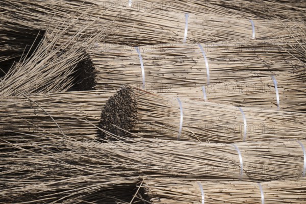 Heaped bundles of thatch, used to cover roofs, Nørre fog, Denmark