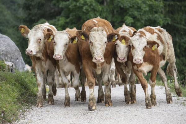 Curious herd of cows on the alpine pasture. Cow march on the hiking trail in the Alps