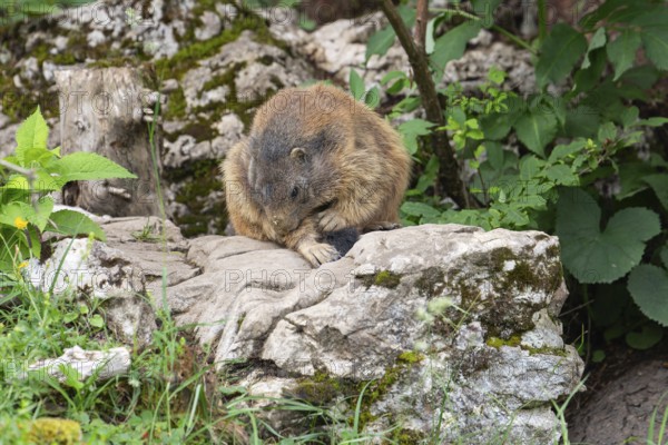Adult marmot cleaning on the Königsbachalm near Berchtesgaden