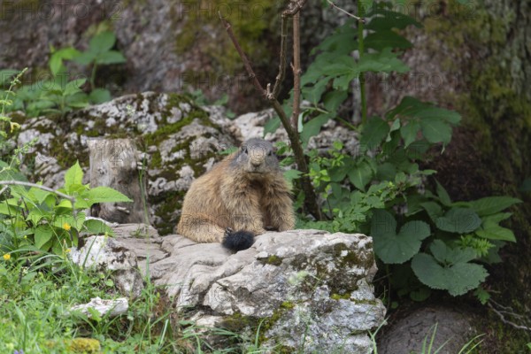 Adult marmot on the alpine meadow in front of the burrow on the Königsbachalm near Berchtesgaden