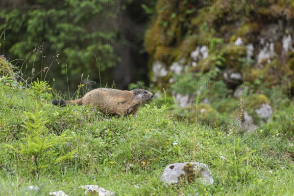 Young marmot on the alpine meadow in front of the burrow on the Königsbachalm near Berchtesgaden