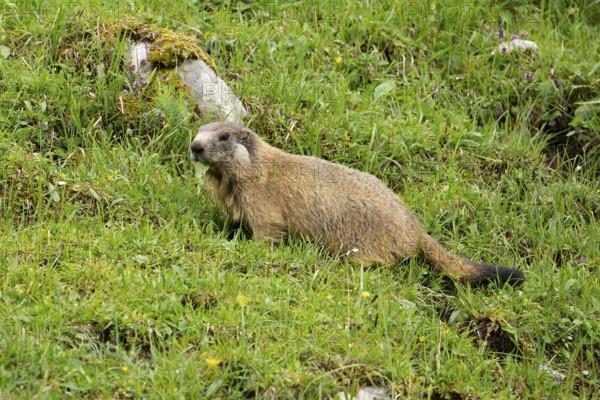 Young marmot feeding on the alpine meadow in front of the burrow on the Königsbachalm near Berchtesgaden