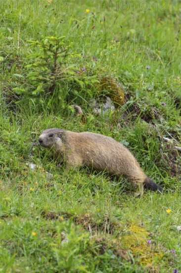 Young marmot on the alpine meadow in front of the burrow on the Königsbachalm near Berchtesgaden
