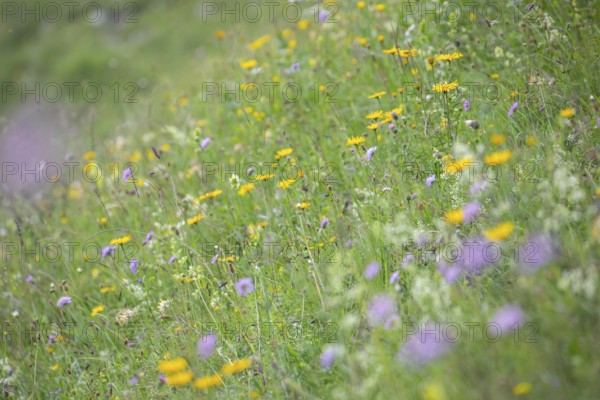 Blooming herb meadow on the alpine pasture in the Bavarian Alps