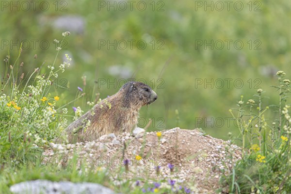 Marmot on the alpine meadow in front of the den on the Königsbachalm near Berchtesgaden