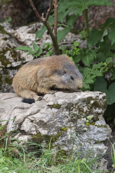 Adult marmot on the rock at the Königsbachalm near Berchtesgaden