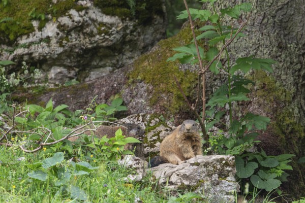 Young and adult marmot on the alpine meadow in front of the burrow on the Königsbachalm near Berchtesgaden