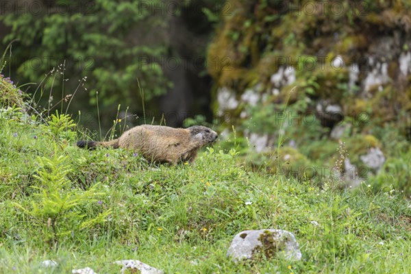 Young marmot runs on the alpine meadow in front of the burrow on the Königsbachalm near Berchtesgaden