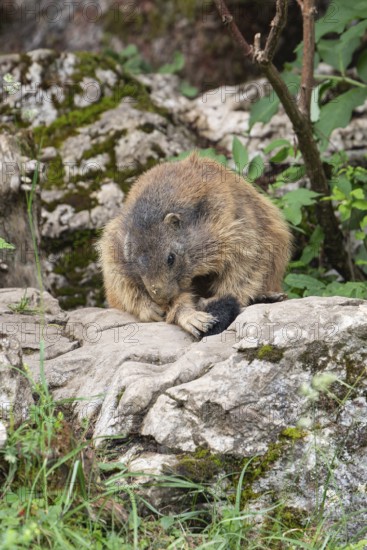 Adult marmot cleaning on the Königsbachalm near Berchtesgaden