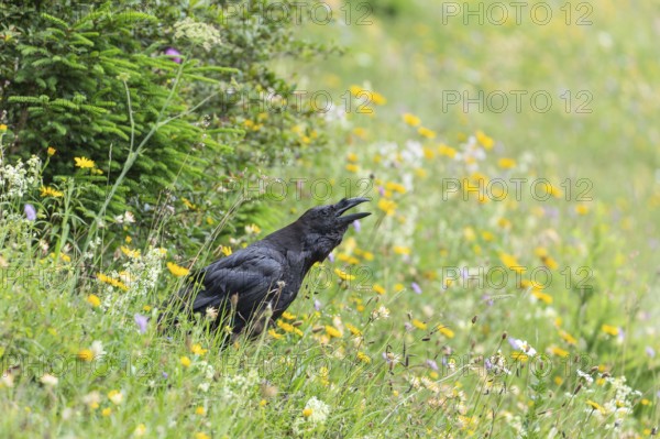 Raven call on flowering alpine meadow in the Alps in Berchtesgadener Land
