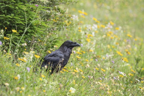 Raven on a flowering alpine meadow in the Alps
