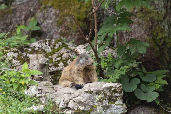 Marmot on the rock in front of the burrow on the Königsbachalm near Berchtesgaden