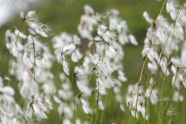 Cottongrass on an alpine meadow