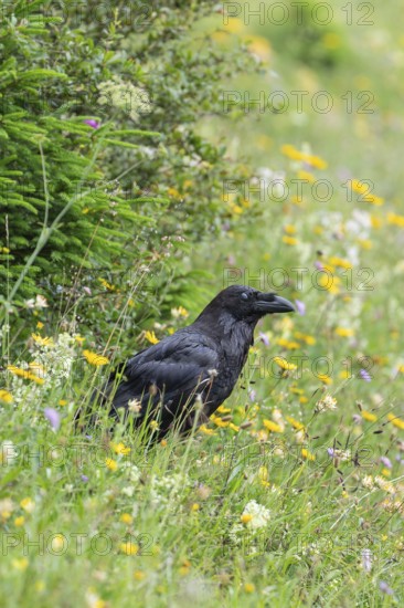 Raven on a flowering alpine meadow in the Alps