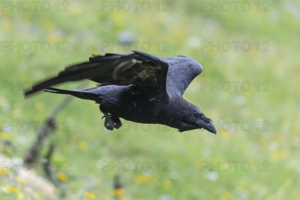 Raven in flight in the Alps