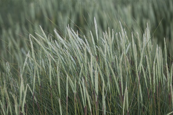 Beach grass, near Hvide Sande, North Sea, Denmark