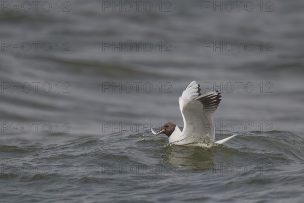 Black-headed gull (Chroicocephalus ridibundus) in summer plumage, with a small fish in its beak, near Hvide Sande, Ringkøbing Fjord, North Sea, Denmark