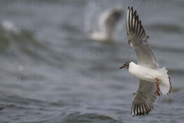 Black-headed gull (Chroicocephalus ridibundus) in summer plumage, looking for small fish, near Hvide Sande, Ringkøbing Fjord, North Sea, Denmark