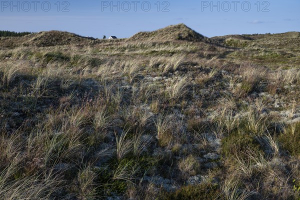 House in a dune landscape overgrown with grass, near Hvide Sande, Ringkøbing Fjord, Denmark