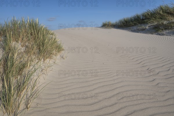 Dunes with beach grass, dune landscape, blue sky, Hvide Sande, North Sea, Denmark