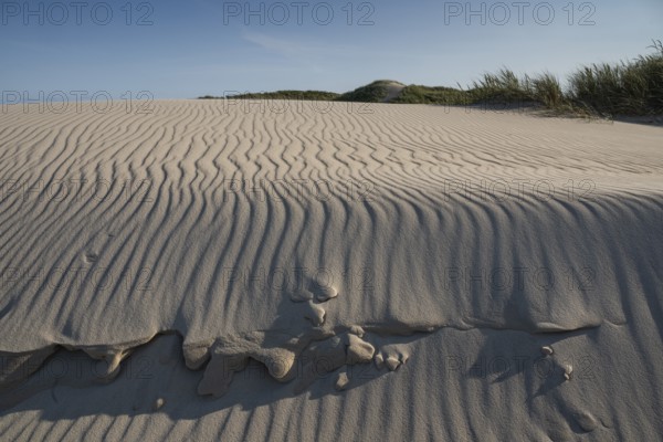 Dunes, wave pattern in the sand, beach grass, blue sky, Hvide Sande, North Sea, Denmark