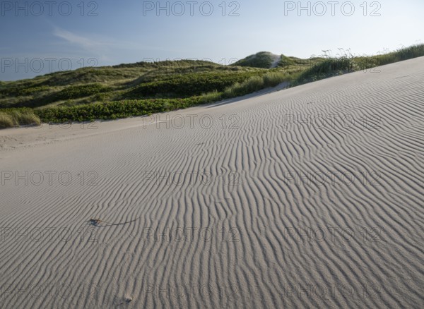 Sandy dune landscape, beach grass, blue sky, Hvide Sande, North Sea, Denmark