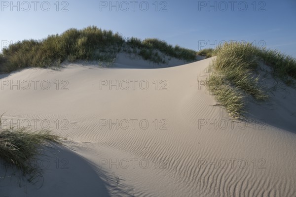 Gently rolling dunes with beach grass, blue sky, Hvide Sande, North Sea, Denmark