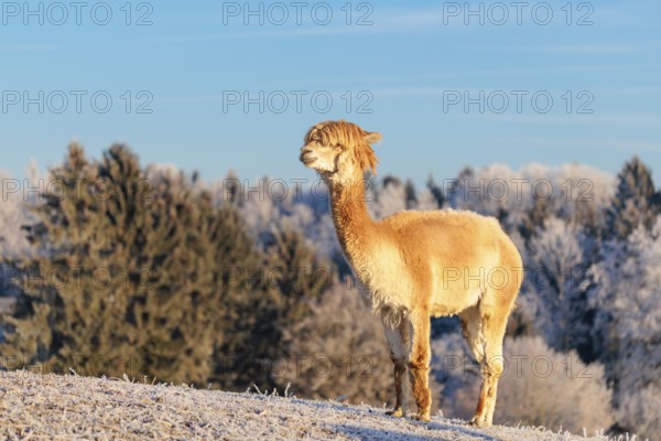 A white alpaca (Vicugna pacos) stands in the early morning light on a frozen meadow in hilly terrain. A forest covered in hoarfrost can be seen in the background. Captive, Germany