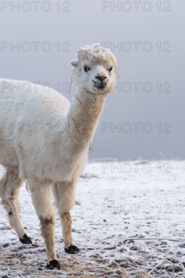 A white alpaca (Vicugna pacos) stands in dense fog on a frozen meadow in hilly terrain. Captive, Germany
