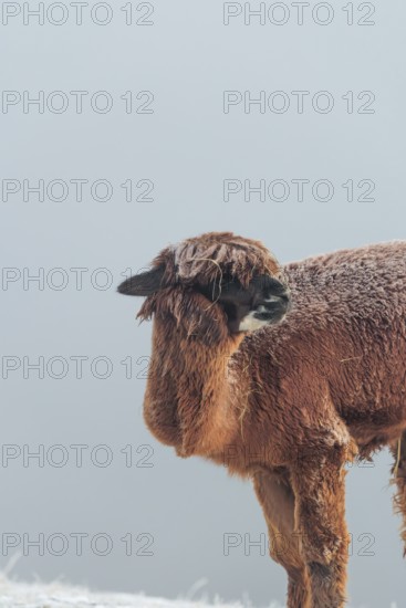 A brown alpaca (Vicugna pacos) stands in dense fog on a frozen meadow in hilly terrain. Captive, Germany