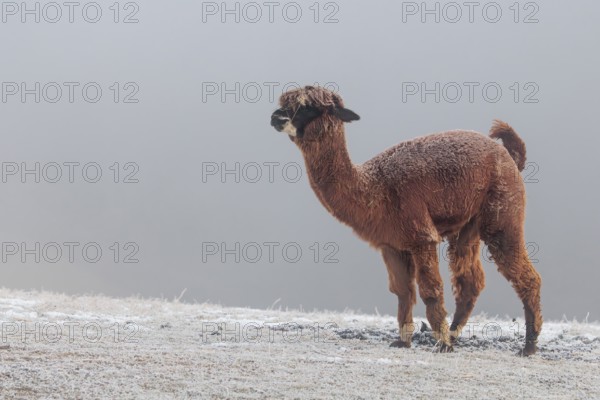 A brown alpaca (Vicugna pacos) stands in dense fog on a frozen meadow in hilly terrain. Captive, Germany