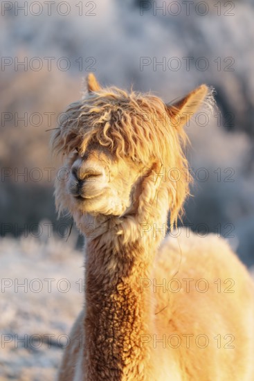 A white alpaca (Vicugna pacos) stands in the early morning light on a frozen meadow in hilly terrain. A forest covered in hoarfrost can be seen in the background. Captive, Germany