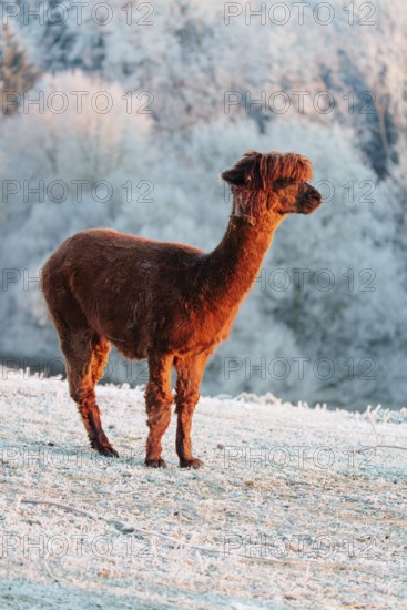 A brown alpaca (Vicugna pacos) stands in the early morning light on a frozen meadow in hilly terrain. A forest covered in hoarfrost can be seen in the background. Captive, Germany
