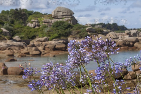 Jewelled lilies on the Cote de Granit Rose, Brittany, France