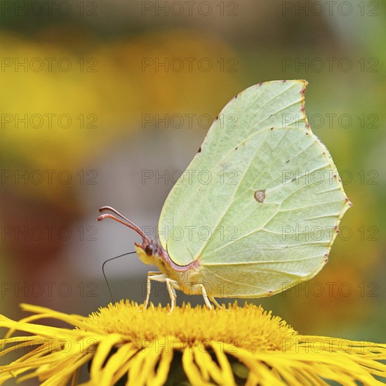 Lemon butterfly (Gonepteryx rhamny) on a yellow flower of a Great Telekie (Telekia speciosa), Wilnsdorf, North Rhine-Westphalia, Germany