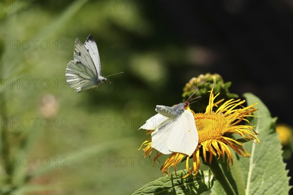Lemon butterfly (Gonepteryx rhamny) landing on a yellow flower of a Great Telekie (Telekia speciosa) and being attacked by a Cabbage butterfly (Pieris brassicae), Wilnsdorf, North Rhine-Westphalia, Germany