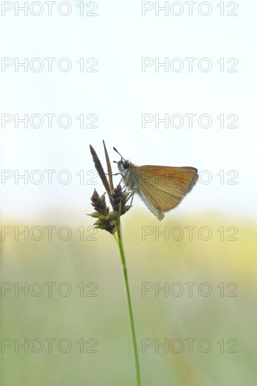 Large skipper (Ochlodes sylvanus, Augiades sylvanus), resting in the evening on a blade of grass in a meadow, close-up, macro photograph, Wilnsdorf, North Rhine-Westphalia, Germany