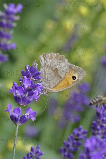 Meadow Brown (Maniola jurtina), on a lavender flower (Lavandula angustifolia), collecting nectar from a flower of the true lavender (Lavandula angustifolia), nice bokeh in the background, Wildlife, Insects, Butterflies, Butterfly, Close-up, Macro shot, Wilnsdorf, North Rhine-Westphalia, Germany