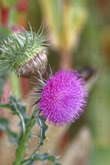 Flower head of the Musk Thistle (Carduus nutans, also known as nodding thistle), by the wayside, Rosenheim, Bavaria, Germany