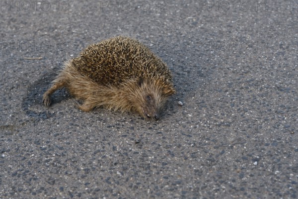 Roadkill... European hedgehog (Erinaceus europaeus), run over hedgehog lying dead on the road, run over by a car, species endangered by road traffic, native nature, Lower Rhine, North Rhine-Westphalia, Rhineland, Germany, Western Europe