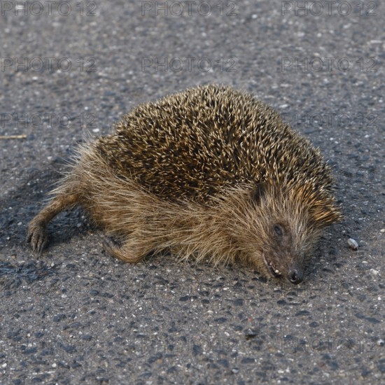 Death on the road... Hedgehog (Erinaceus europaeus), road traffic victim, hedgehog hit by a car, species severely affected by road traffic, native nature, Lower Rhine, North Rhine-Westphalia, Rhineland, Germany, Western Europe