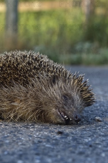 Road traffic victim... Hedgehog (Erinaceus europaeus), run over hedgehog lying dead on the road, run over by a car, species endangered by road traffic, native nature, Lower Rhine, North Rhine-Westphalia, Rhineland, Germany, Western Europe