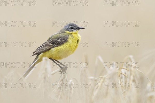 In (almost) ripe grain... Yellow wagtail (Motacilla flava) or simply yellow wagtail, male in splendid plumage perches on the tops of barley, particularly pretty songbird of open fields, native nature, Lower Rhine, North Rhine-Westphalia, Rhineland, Germany, Western Europe